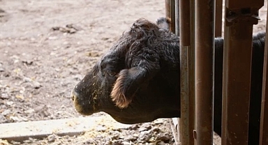 ‘Heartland Veterinerleri: Bir Aile Hikayesi’, 23 Mart Pazartesi 21.00’de National Geographic WILD Ekranlarında İzleyicilerle Buluşuyor!