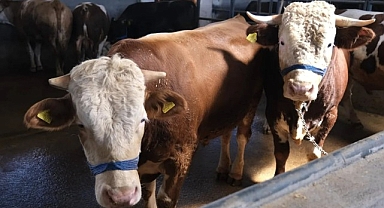 İnegöl Belediyesi Hayvan Pazarının Kotra İhale Tarihi Belli Oldu
