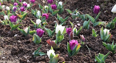 Osmangazi’de 2026 Yılında 470 Bin Çiçek Toprakla Buluşacak