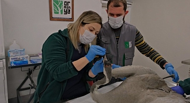 Yaralı Turna, Ormanya’da yaşama tutundu