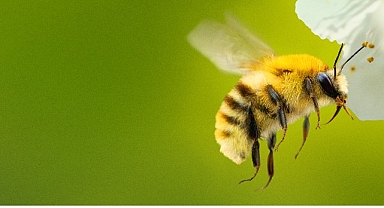 ‘Arıların Gizemli Dünyası’, 7 Nisan Salı Saat 20.00 ve 21.00’de İki Bölüm Art Arda National Geographic WILD Ekranlarında İzleyicilerle Buluşuyor!