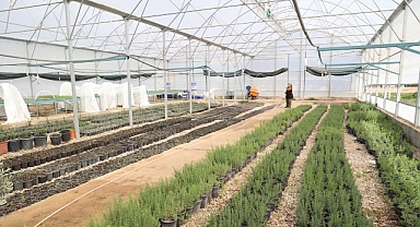 Büyükşehir’den Alanya’nın coğrafi işaretli keçiboynuzuna destek 