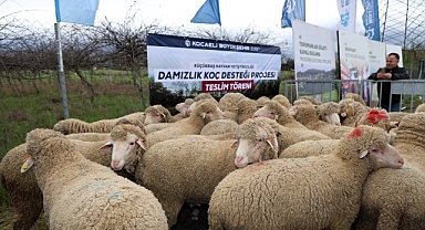 Büyükşehir’den hayvancılığa damızlık koç desteği