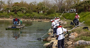 Çakalburnu Lagünü’nden Körfez’e yayılan yosunlara yoğun müdahale