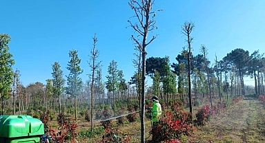 Fidanlara koruyucu müdahale 