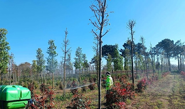 Fidanlara koruyucu müdahale 