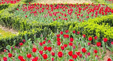 İstanbul’da Renk Cümbüşü: Lale Bayramı 11-12 Nisan’da Kutlanacak