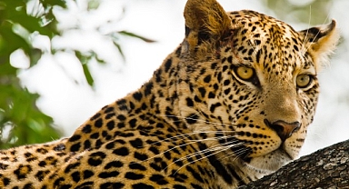 ‘Kalahari: Afrika’nın Gizli Çölü’, 19 Nisan Pazar 20.00’de National Geographic WILD Ekranlarında İzleyicilerle Buluşuyor!