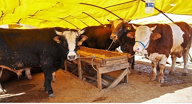 Keçiören’de Kurban Satış Alanı Başvuruları Başlıyor