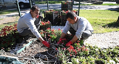 Kemer yaz sezonuna hazırlanıyor: İlçe petunyalarla süsleniyor