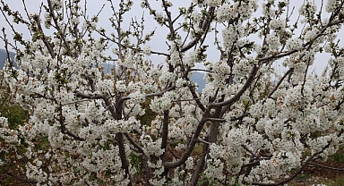 Kiraz hasreti bu sene bitiyor