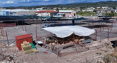 Ayvalık’ta Kurban Pazarı Hizmete Açıldı