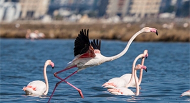 Flamingo Yolu turları bayramda da devam ediyor