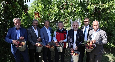Şeftali ve nektarinde hasat zamanı