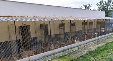 Yenişehir’de patili dostlara 5 yıldızlı hizmet