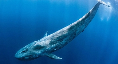 ‘Derin Deniz Devleri’, 28 Haziran Pazar Saat 20.00’de National Geographic WILD Ekranlarında!