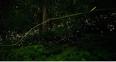 ‘Doğanın Işıltısı’, 7 Haziran Pazar Saat 20.00’de National Geographic WILD Ekranlarında İzleyicilerle Buluşuyor!