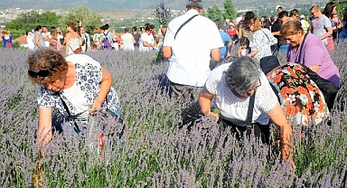 Lavanta Hasat Şenliği için geri sayım başladı