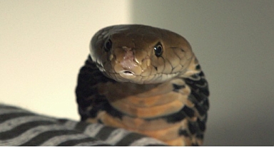 2 Bölümden Oluşan ‘Şehirdeki Yılanlar: İstila’, 4 ve 11 Temmuz Cumartesi Saat 20.00’de National Geographic WILD Ekranlarında İzleyicilerle Buluşuyor!