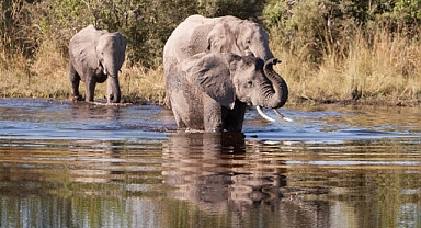‘Afrika’nın Gizemli Nehri’, 1 Ağustos Cumartesi Saat 20.00’de National Geographic WILD Ekranlarında İzleyicilerle Buluşuyor!