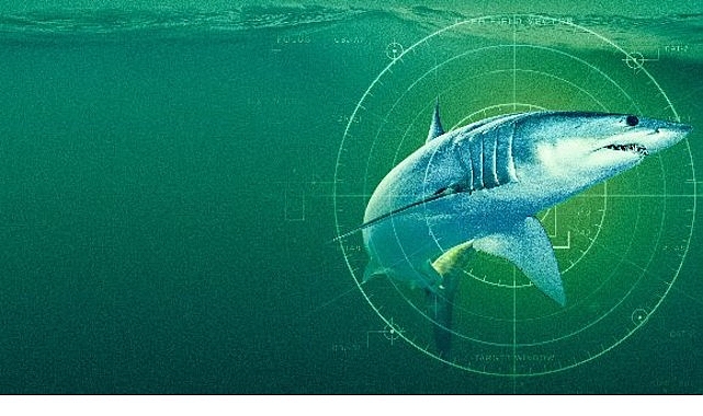 ‘Dünyanın En Büyük Mako Köpekbalığı’, 19 Temmuz Pazar Saat 20.00’de National Geographic WILD Ekranlarında!