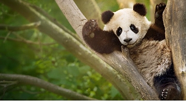 İzleyicileri Eğlenceli Bir Yolculuğa Çıkaracak ‘Panda Akademisi’, 2 Ağustos Pazar Saat 20.00’de National Geographic WILD Ekranlarında Başlıyor!