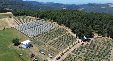 İznik’te Maviyemiş Hasadı Başladı