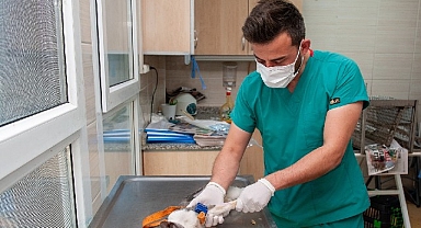 Karşıyaka Belediyesi ekipleri can dostlar için sahada