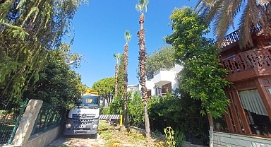 Kemer'de yeşil alanlarda bakım çalışmaları