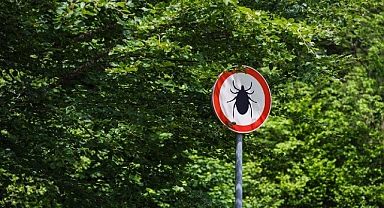 Kene Isırığında Erken Müdahale Hayat Kurtarıyor