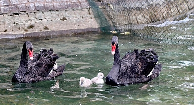Kuğulu Park Ailesi Büyüdü