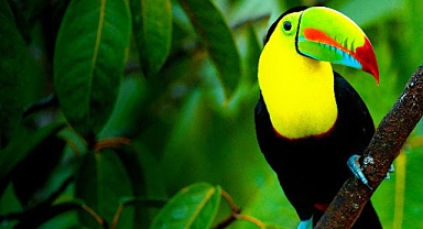  ‘Vahşi Kosta Rika’, 2 Ağustos Pazar Saat 21.00’de İzleyicileri National Geographic WILD Ekranlarında Büyüleyici Bir Yolculuğa Çıkarıyor!