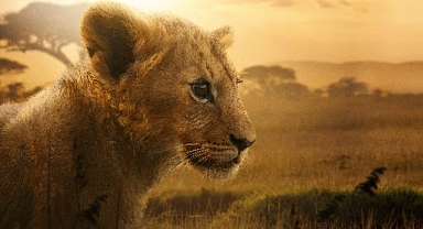 4 Bölümlük Belgesel Seri “Aslan Kralın Doğuşu” 19 ve 26 Ağustos Çarşamba Günleri 20.00’de İki Bölüm Art Arda National Geographic Ekranlarına Geliyor