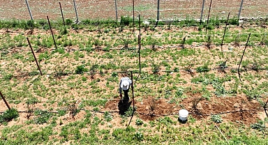 Büyükşehir’in enerji desteği ile Antalya tarımı kazanıyor