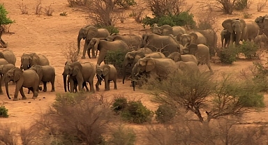 ‘Fil Dünyası’, 12 Ağustos Çarşamba Saat 20.00’de National Geographic WILD Ekranlarında!