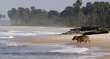 ‘Gabon’un Sörfçüleri: Ormandan Okyanusa’, 22 Ağustos Cumartesi Saat 20.00’de National Geographic WILD Ekranlarında İzleyicilerle Buluşuyor!