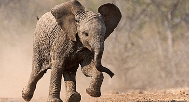 ‘Küçük Devler’, 23 Ağustos Pazar Saat 20.00’de National Geographic WILD Ekranlarında!