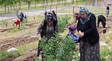 Mahalle Bostanları büyüyor