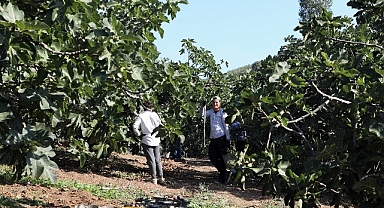 Mudanya’da İncir Hasadı Sürüyor