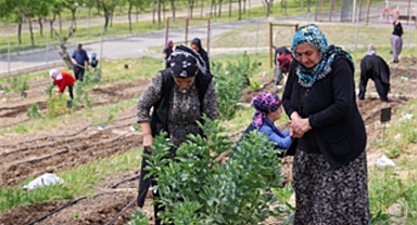 Toprakta hayat, sofrada bereket: Mahalle Bostanları’nda yaz hasadı