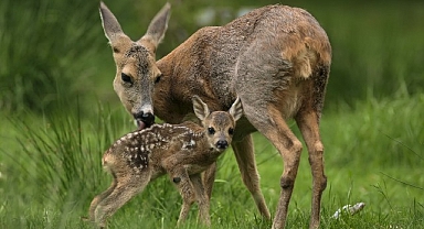 ‘Yeni Vahşi Nesil: Hayata İlk Adım’, 30 Ağustos Pazar Saat 20.00’de National Geographic WILD’da!