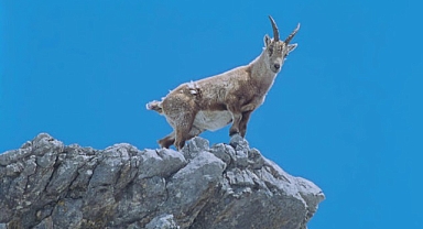4 Bölümlük ‘Almanya’nın Büyülü Dağları’, 5 ve 12 Eylül Cumartesi Saat 21.00’de İki Bölüm Art Arda National Geographic WILD Ekranlarında!