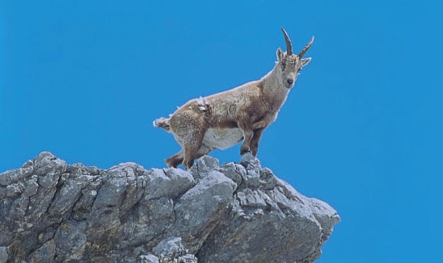 4 Bölümlük ‘Almanya’nın Büyülü Dağları’, 5 ve 12 Eylül Cumartesi Saat 21.00’de İki Bölüm Art Arda National Geographic WILD Ekranlarında!