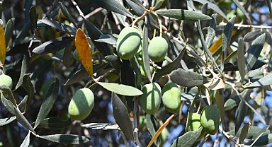 Gemlik'te Zeytin Ağacı 1500 Yıldır Meyve Veriyor
