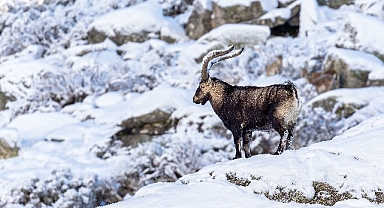 ‘Gredos: Dağların Kralı’, 26 Eylül Cumartesi Saat 19.00’da National Geographic WILD Ekranlarında!
