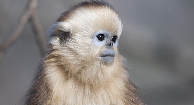 İzleyicileri Masalsı Bir Dünyaya Götürecek Olan ‘Çin’in Gizli Krallıkları Özel’, 15 Eylül Salı Saat 20.00’de İlk Bölümüyle National Geographic WILD Ekranlarında!