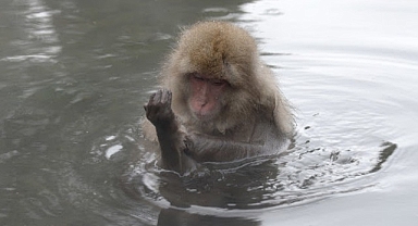 ‘Japonya’nın Vahşi Dünyası’, 8 Eylül Salı Saat 20.00’de İki Bölüm Art Arda National Geographic WILD Ekranlarında!
