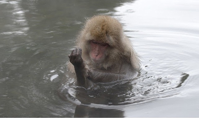 ‘Japonya’nın Vahşi Dünyası’, 8 Eylül Salı Saat 20.00’de İki Bölüm Art Arda National Geographic WILD Ekranlarında!