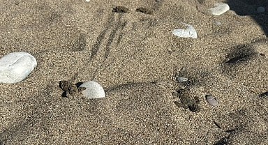 Kemer’de son caretta caretta yuvası açıldı