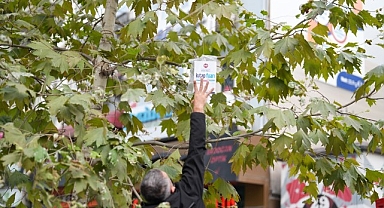 Sadece bu kentin ağaçları kitap açar